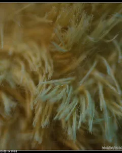 Wool fibre seen close up